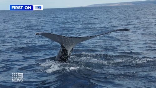 Nine whales swam into the waters north of Stokes Bay to the delight of whale watchers.