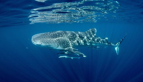 Whale Shark, Ningaloo