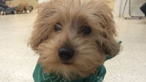 Ted's back! Stolen schnoodle puppy returned to Melbourne owner