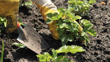 Growing strawberries
