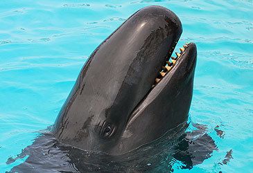 What is the collective noun for a group of false killer whales?