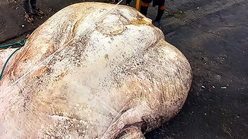 The giant sunfish was carefully lifted by a forklift so that it could be weighed and measured.