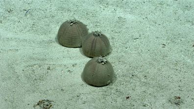 A collection of sea urchins observed during a deep-sea dive by the National Oceanic and Atmospheric Administration on St. Croix.