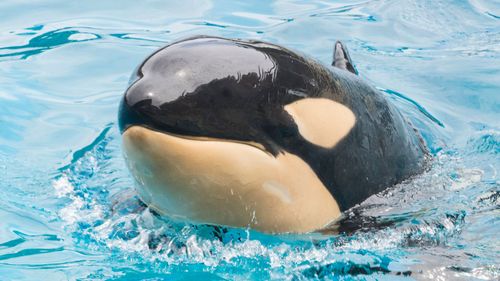 Amaya the Orca died at Sea World San Diego in the US.