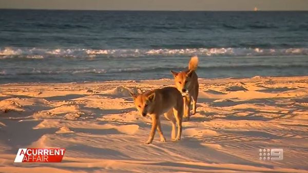 Runner Hospitalized After Being Attacked By Dingos in Australia