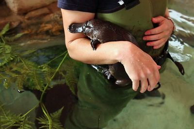 <strong>Wade with a platypus</strong>