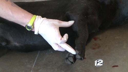 The dogs were found to be infested with fleas and ticks. Picture: KXII