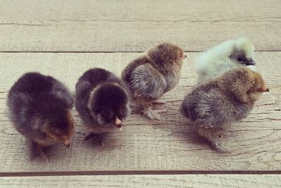 Let's hope Iro isn't too jealous of the five chicks she got for Mother's Day!