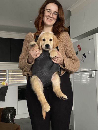 Golden retriever puppy in a baby carrier