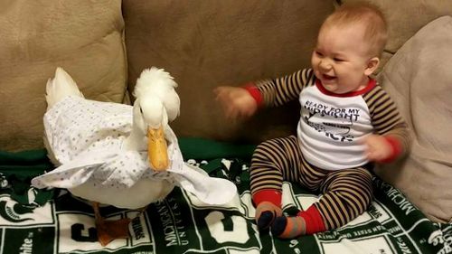 Loyal duck becomes young boy's best friend and protector