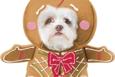 Christmas Gingerbread Pup Costume