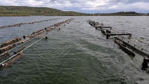 Steve noticed six bags of oysters worth $600 had disappeared from his Brisbane Water lease just after Christmas.