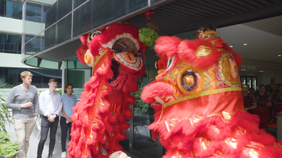 Lion dancers fighting over lettuce hanging from ceiling at Nine's Lunar New Year celebration