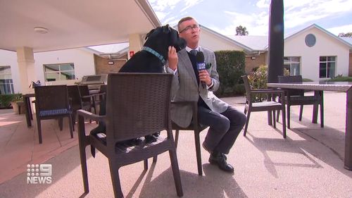 Zeus the old rescue dog becomes companion for aged care residents