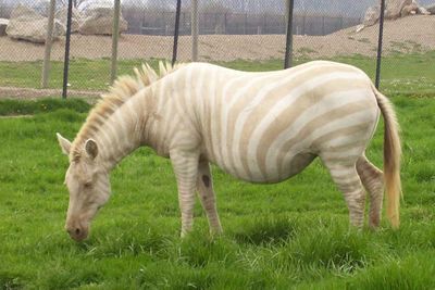 <p>Albino zebra</p>