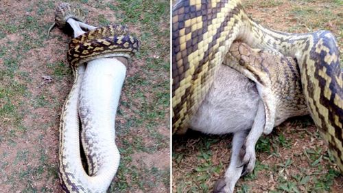 Queensland farmer Bernie Wolsford watched over several hours as a python slowly devoured a large wallaby on his property. 