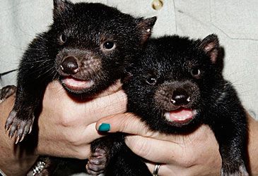 What type of tumours have decimated Tasmanian devil populations since the 1990s?