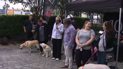 Four oversized Labradors vied for a part in the film, 'Flammable Children'. (9NEWS)