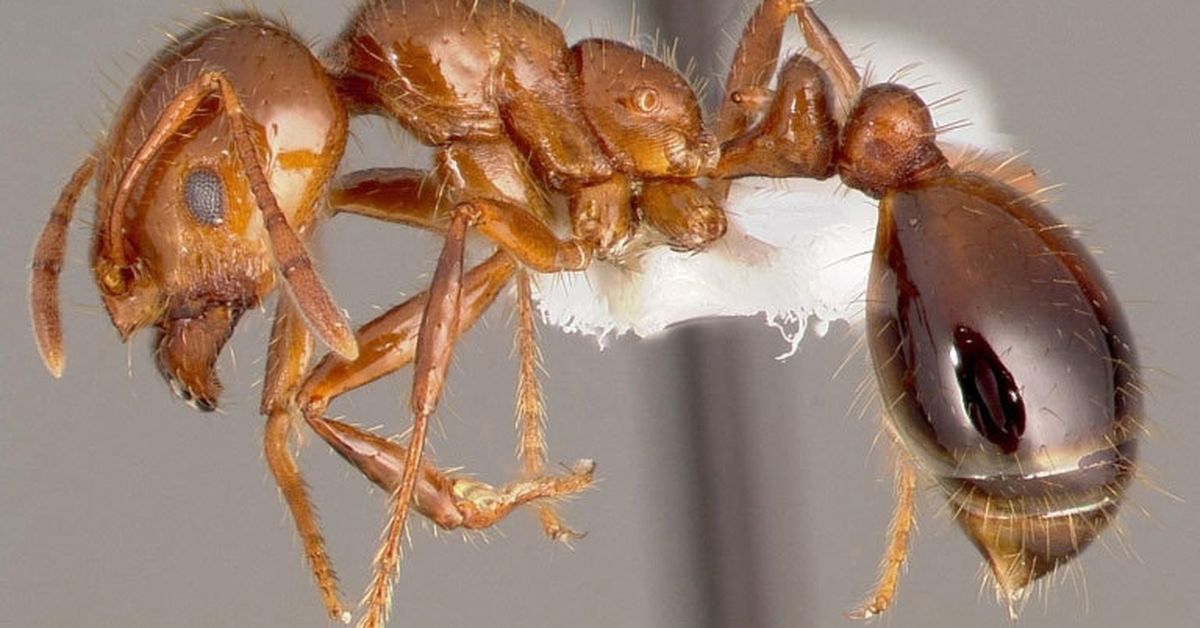 Worst pain known to man is caused by the world's largest ant