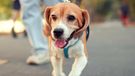 Two Sydney councils want stricter penalties for dog owners.