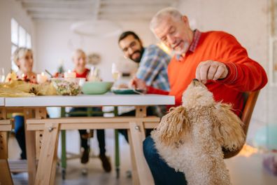 Dog eating food from the dinner table.