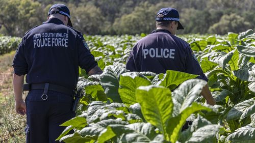 Detectives from the Operation Phobetor, comprising of detectives from the NSW Police Force's State Crime Command, the Australian Federal Police (AFP), and the Australian Criminal Intelligence Commission (ACIC), and in consultation with investigators from the ATO and the Australian Border Force (ABF)-led Illicit Tobacco Taskforce, commenced an investigation under Strike Force Naiad and Operation Junglevine 2.