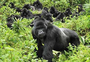 Which term is a collective noun for a group of gorillas?