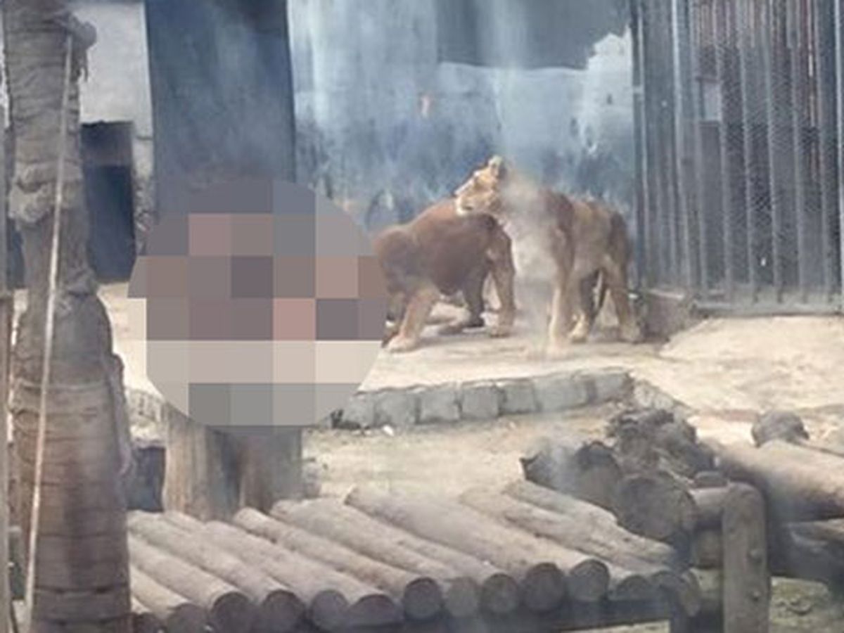 Chile zoo kills lions to protect man who entered their cage