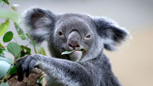 Koalas face threats from habitat loss, dogs and cats, and chlamydia. (AAP file image)