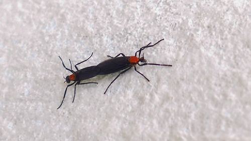 Lovebugs can be identified by their red thoraxes and black wingsï»¿.