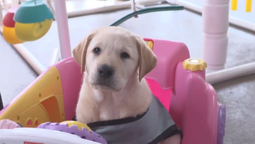 Guide dog puppy training Queensland