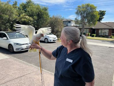 Bird trainer Mel Vincent holds a bird.