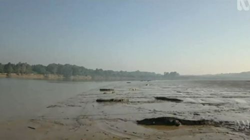 Up to 50 crocodiles have been spotted sunbaking along the Daly River, south of Darwin in the Northern Territory. Picture: ABC.