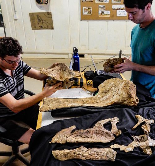 A 'near-complete' dinosaur skull has been found in Queensland in what experts say offers a new insight into lives of the creatures in Australia almost 100 million years ago.