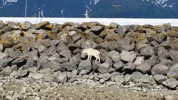 Mountain goat drowns trying to escape picture-hungry crowds