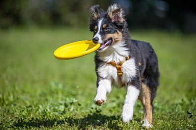 Australian shepherd dog with frisbee. Dog with frisbee. Dog at park