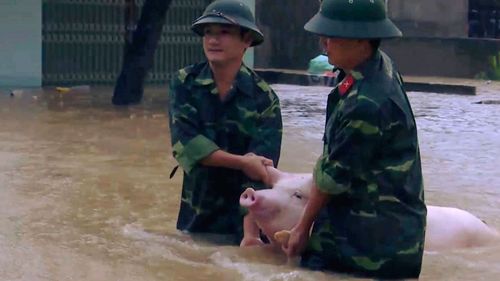 Two soldiers walk a pig through flood water in northern province of Thanh Hoa, Vietnam (Trinh Duy Hung/Vietnam News Agency via AP).