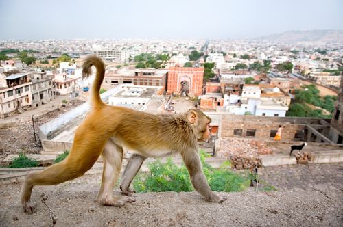 'They must pay for it': Monkeys blamed for killing Indian villager by throwing bricks