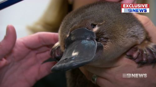 An intensive feeding and rehab program had the little puggle back to normal in no time. Picture: 9NEWS