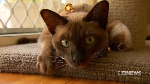 Randwick council on Sydney's eastern beaches wants to ban cats from venturing outside.