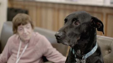 Zeus the old rescue dog becomes companion for aged care residents