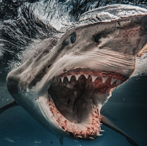 The photographer and diver spent over 30 minutes photographing Brutus.