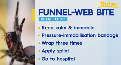 How to treat a funnel-web bite.