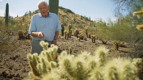 The 95-year-old environmentalist was pricked by the cactus while filming in the Sonoran desert in Arizona.