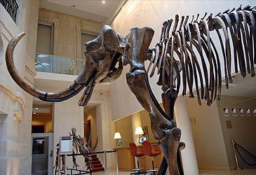 The woolly mammoth was a member of what order of mammals?