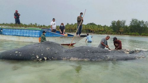 Rescuers from Wakatobi National Park found the rotting carcass of the 9.5-metre sperm whale on Monday in Southeast Sulawesi province.