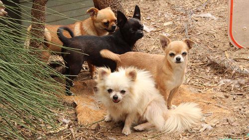 Members of the RSPCA have seized more than 70 animals from a Western Australian property today after discovering a large-scale breeding operation (Facebook).