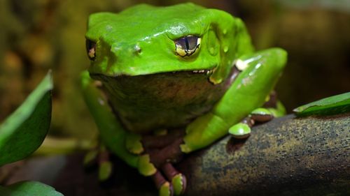 Inquest into frog-poison death paused for new witnesses
