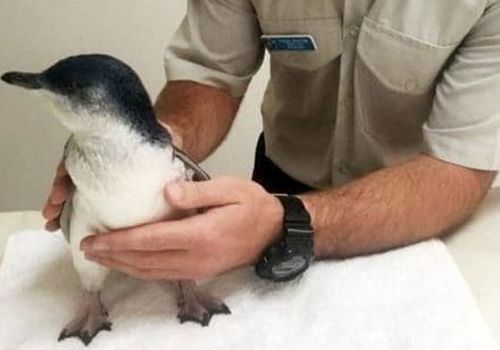 Lost penguin found trapped in inner Sydney drain