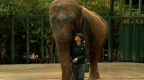 Tricia the elephant's health is rapidly deteriorating and her keepers fear she only has days left.